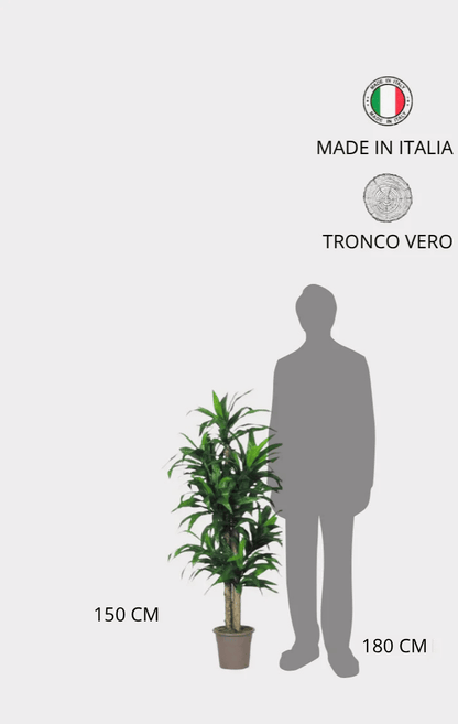 Dracena Seminaturale • Verde • Tronco Mansanisi