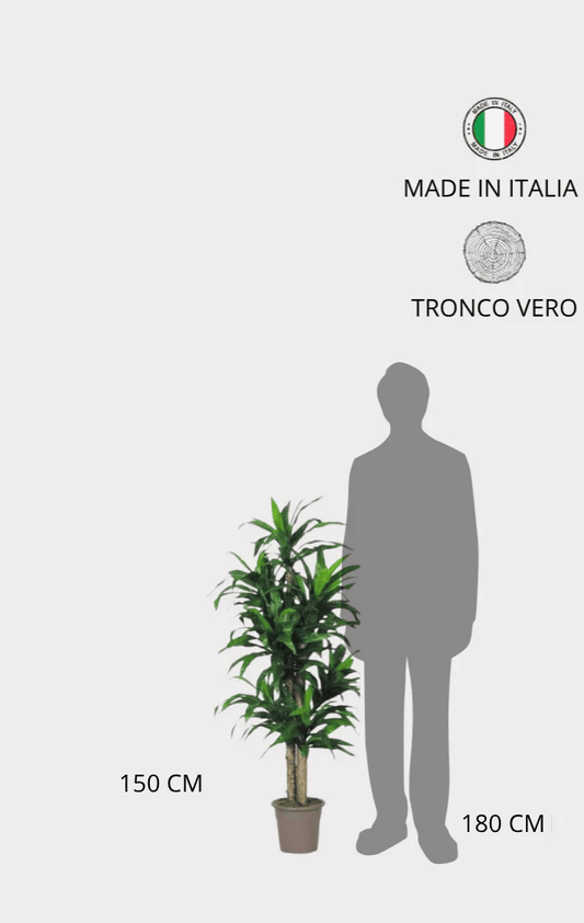 Dracena Seminaturale • Verde • Tronco Mansanisi
