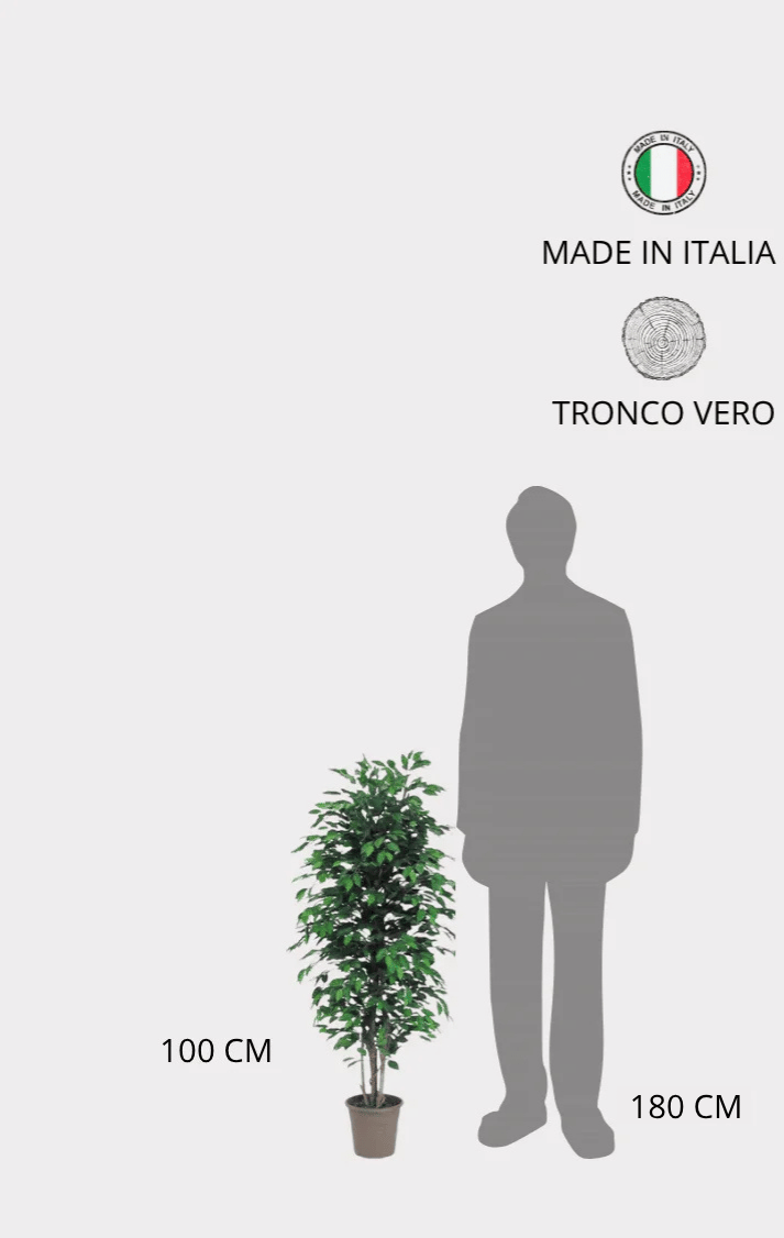 Ficus Seminaturale • Verde • Tronco Mansanisi