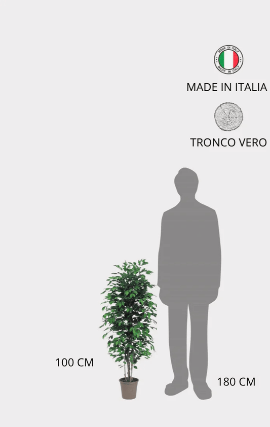 Ficus Seminaturale • Verde • Tronco Mansanisi