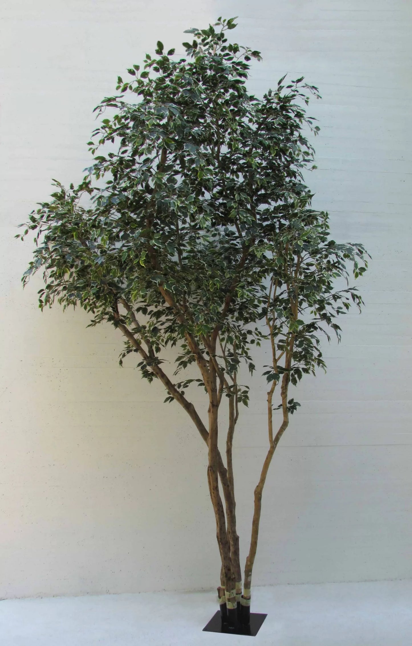 Ficus Elegance Seminaturale • Variegato • Tronco Mansanisi Giant Bosco