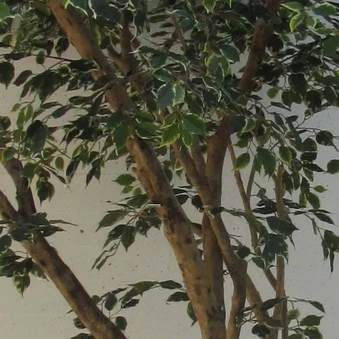 Ficus Elegance Seminaturale • Variegato • Tronco Mansanisi Giant Bosco