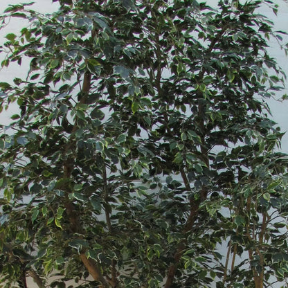 Ficus Elegance Seminaturale • Variegato • Tronco Mansanisi Giant Bosco