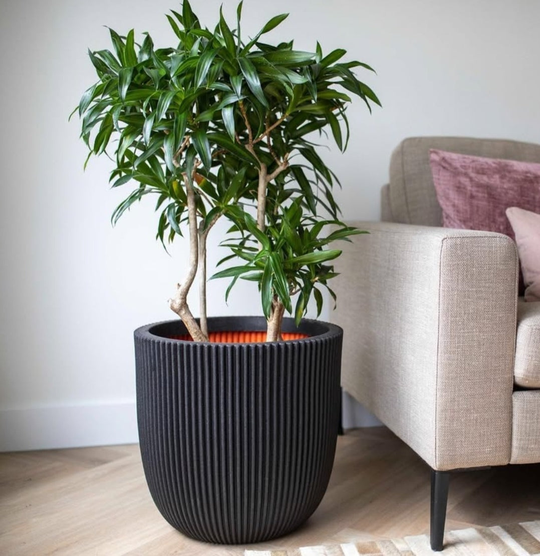 VASO CASPO GROOVE NL