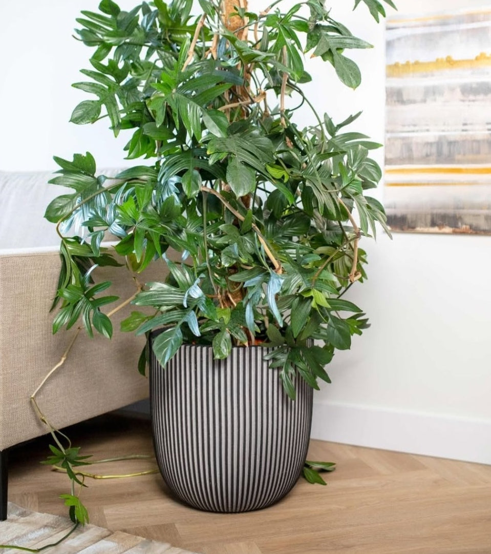 VASO CASPO GROOVE NL